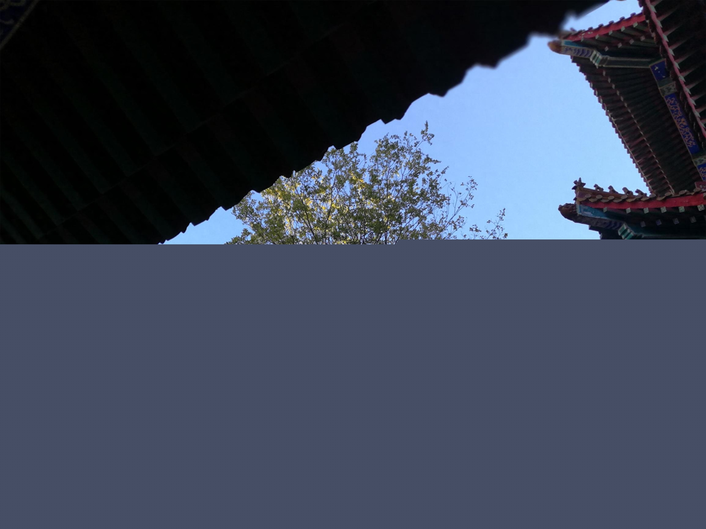 这是蓬莱的哪里，怎么会有这么多的硅化木？