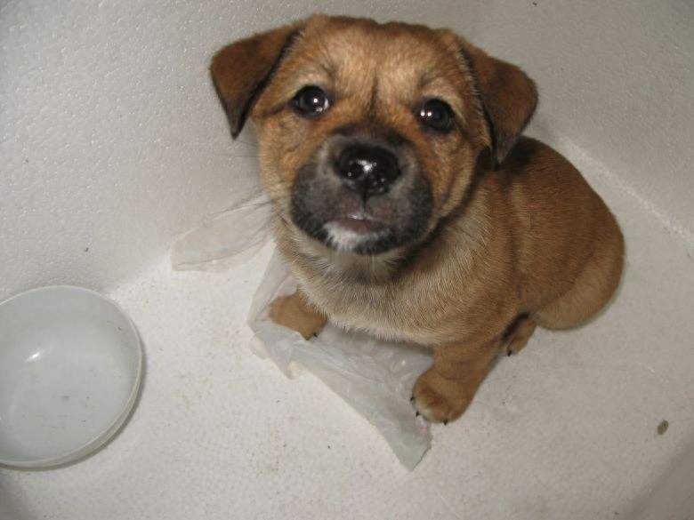 动物图集：中华田园犬